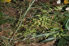 Ceratopteris thalictroides